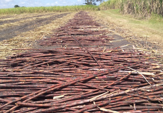 Sugar crop season to end on July 21