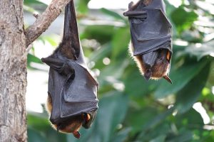Belizean scientist champions bats as guardians of forests