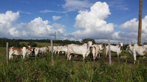 Belize waives cattle tax to strengthen trade ties with Mexico