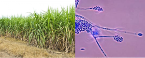 The Fusarium fungus is posing a significant threat to the sugarcane yields in Northern Belize.