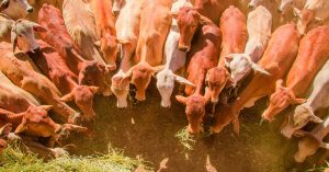 OIRSA could intervene in Belize-Mexico cattle dispute