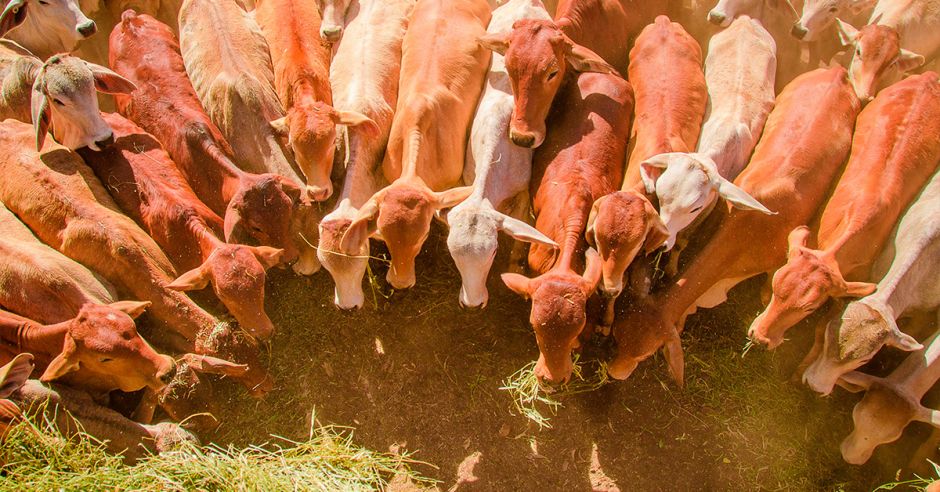 OIRSA could intervene in Belize-Mexico cattle dispute