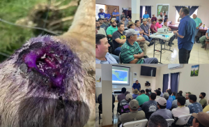 New World Screwworm threat poses urgent risk to Belize livestock industry