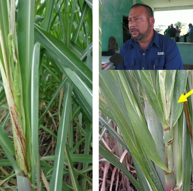 Agriculture Minister Jose Mai urges sustainable solutions to address fusarium crisis