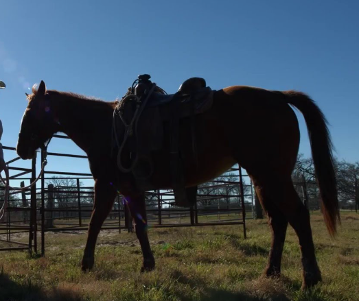 Police investigate mysterious death of elderly farmer in Maypen