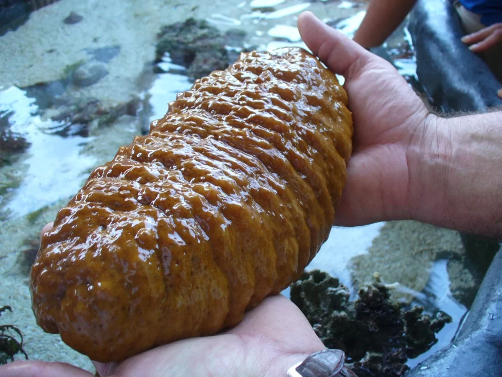 Belize Fisheries Department announces sea cucumber closed season