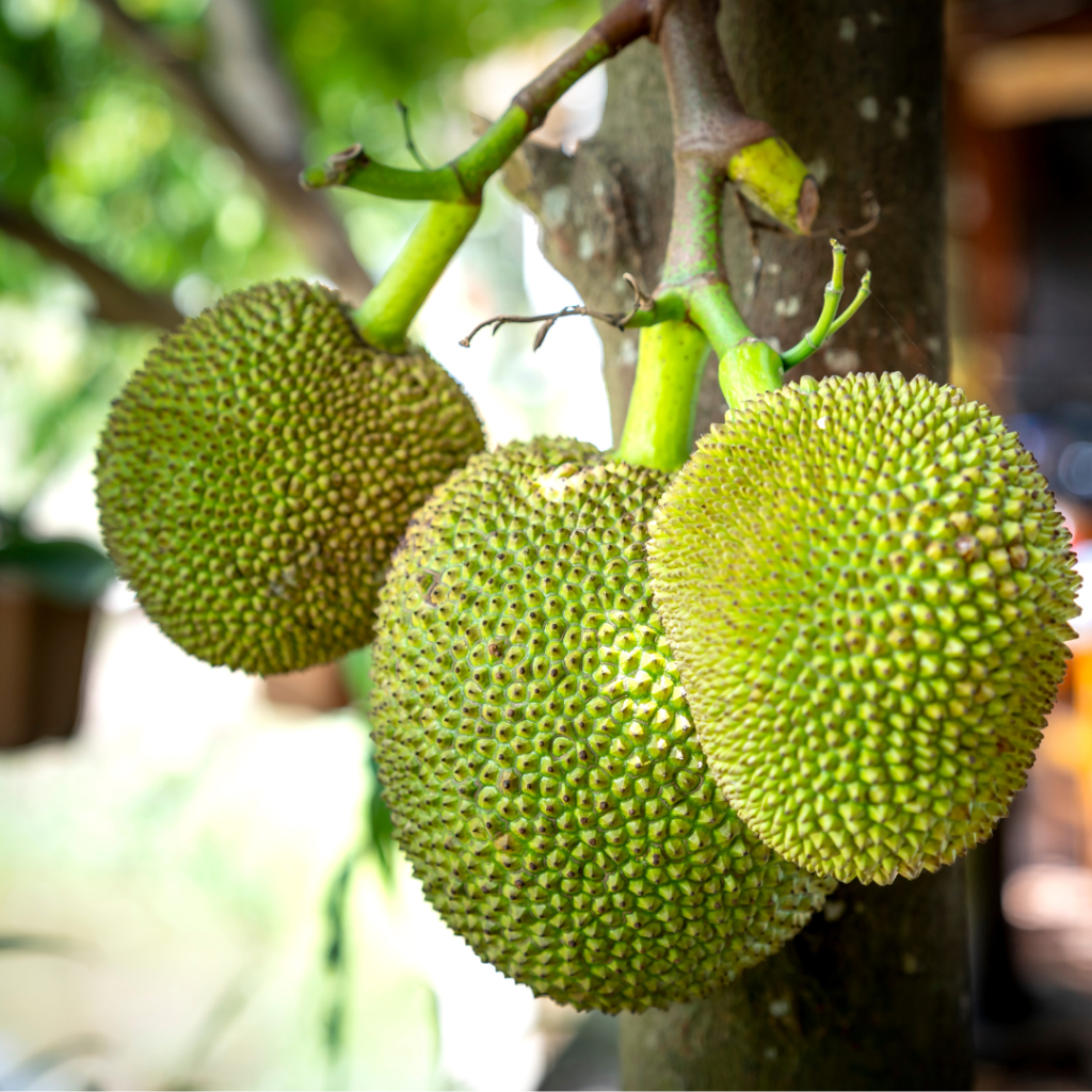 Caught bread-handed: Man nabbed for breadfruit theft