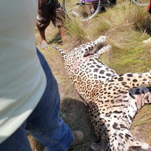 Belize mourns loss of three jaguars amid reports of illegal killings
