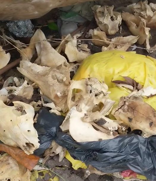 Social media reacts after dog skulls found near alleged food vendors’ area