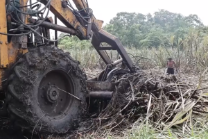 The sugar industry in northern Belize has been forced to pause its harvest due to poor cane quality caused by recent heavy rains.