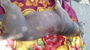 Police allegedly enter home, kill and remove pet dog in Benque Viejo