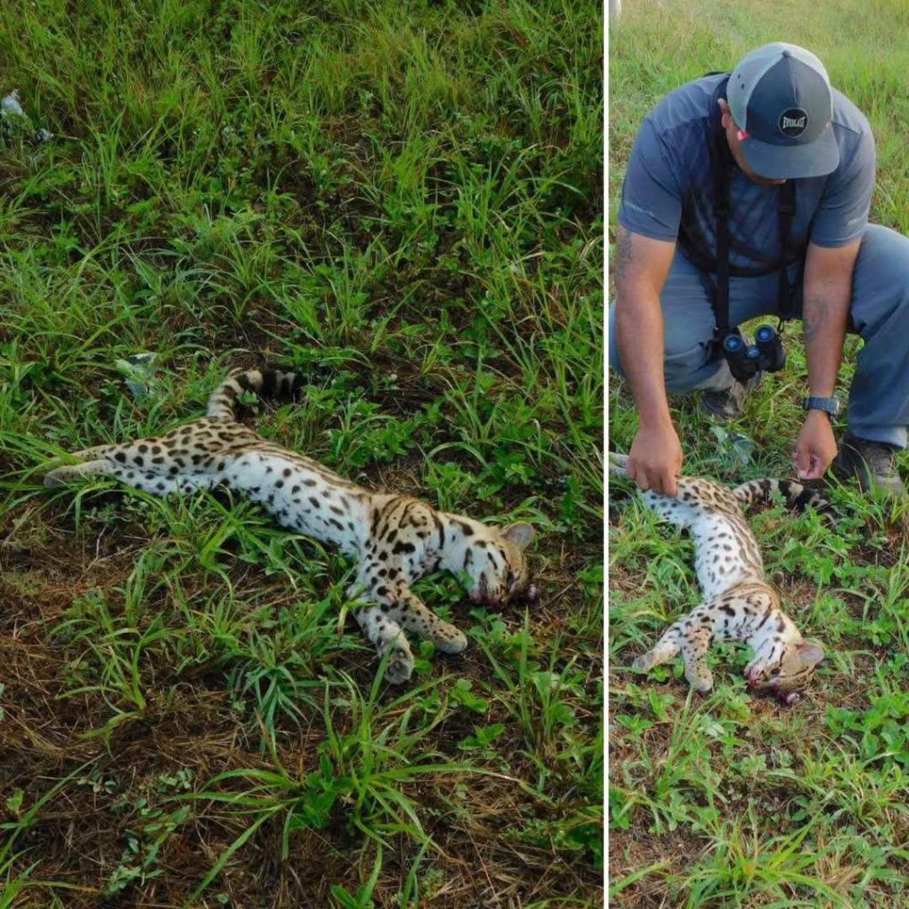 Baby ocelot killed near Southern Highway—Second wild cat death in 24 hours