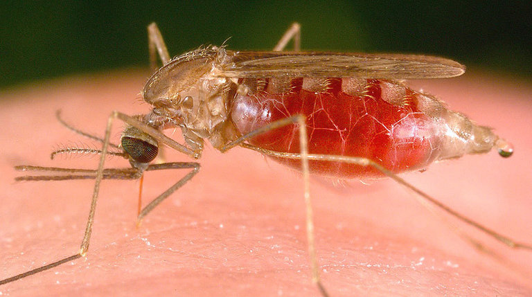 Malaria reappears in Belize after six-year lull: Ministry of Health confirms local transmission in Cayo