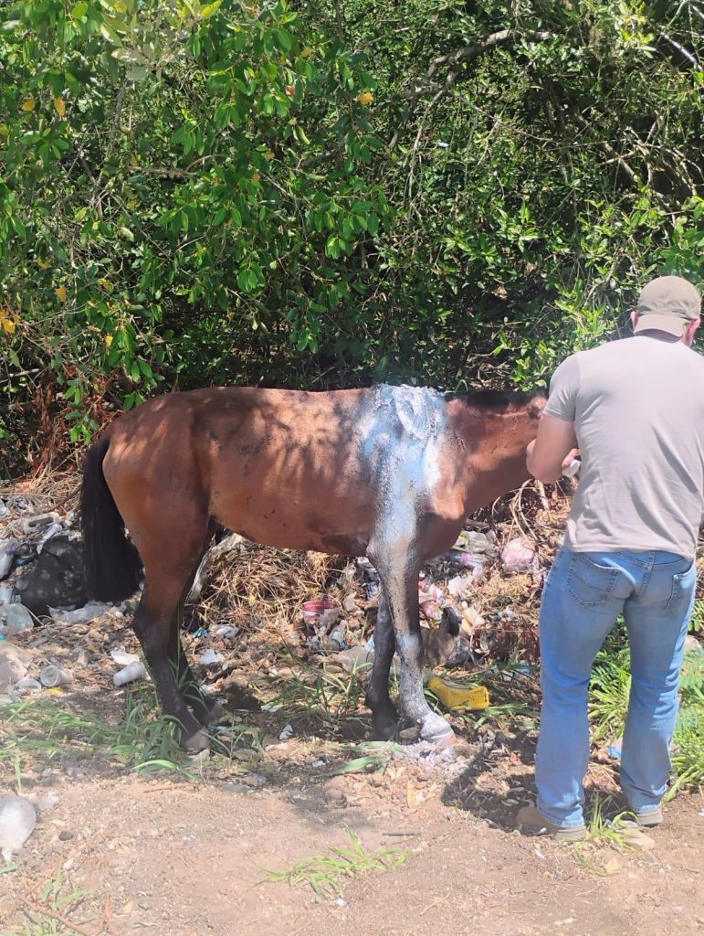 Injured horse “Onny” receives care from BAHA after shocking abuse
