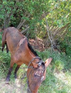 Reimers Feed Mill offers support for abused horse’s recovery