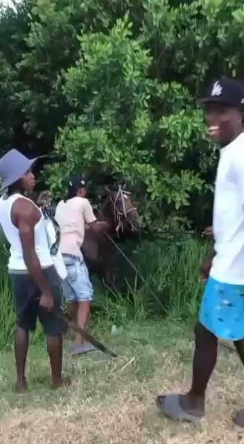 No real consequences”: Belizeans say animal abuse cases go unpunished