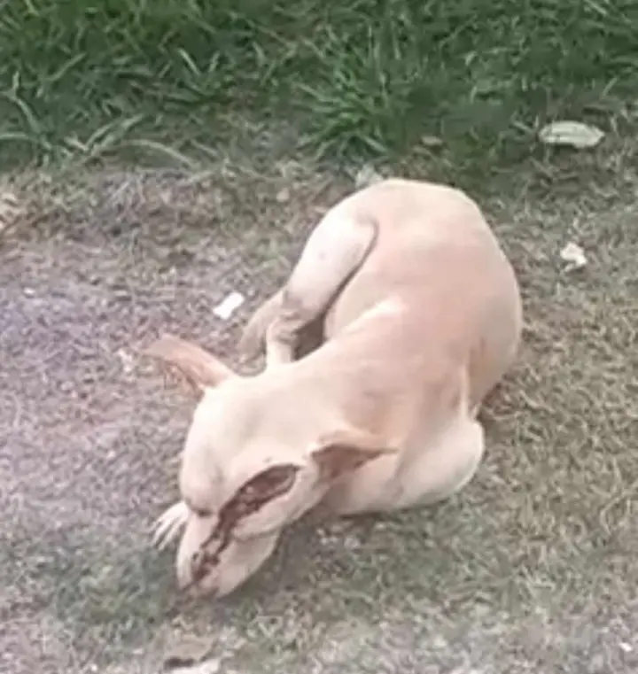 Wounded dog in Santa Cruz sparks fresh anger over animal abuse in Belize