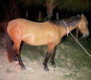 Armed horse theft in Agua Viva: Owner pleads for public’s help