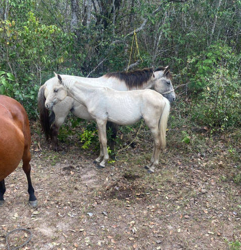 Horse hacked in head: Teens detained after graphic video surfaces