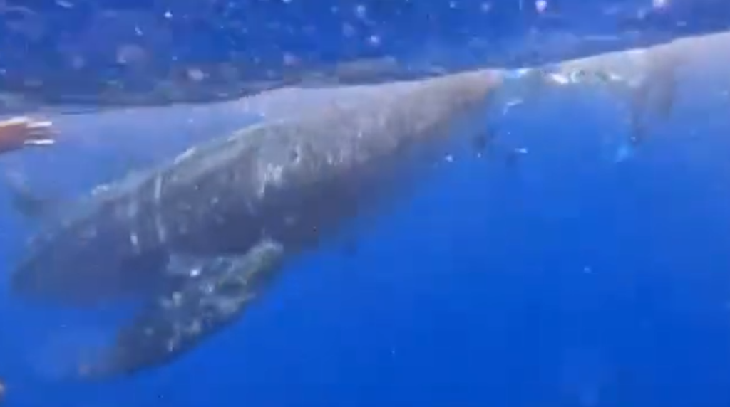 Gentle giant: Whale shark captivates divers in southern Belize