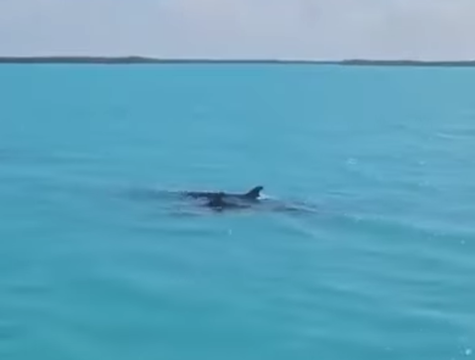 Public urged to stay away as dozens of whales strand near Drown Caye