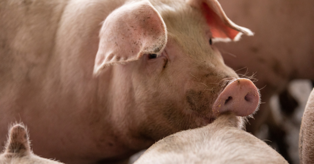 Loose pig fatally attacks Gales Point resident