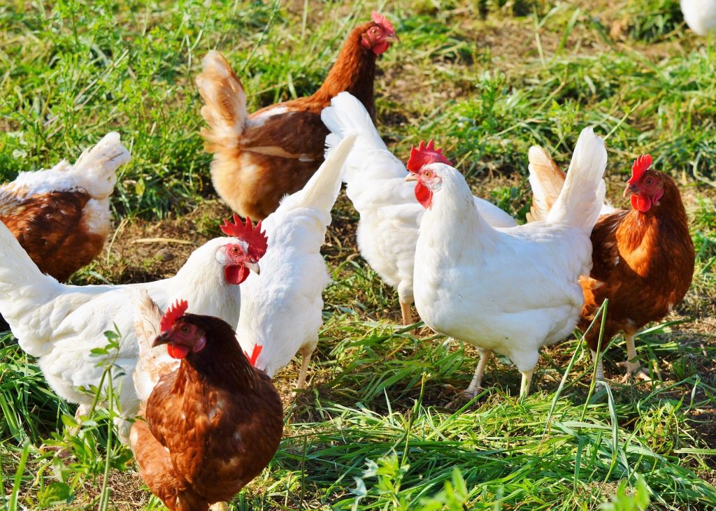 Santa Familia hit by chicken bandits: 19 birds stolen in late-night heist