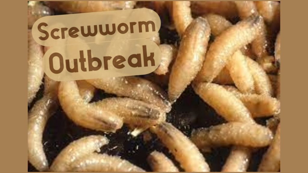 Belize responds to screwworm outbreak with regional coordination effort