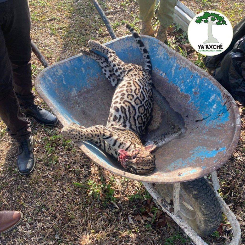Ocelot killed in road collision sparks conservation concerns in Belize