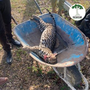 Ocelot killed in road collision sparks conservation concerns in Belize