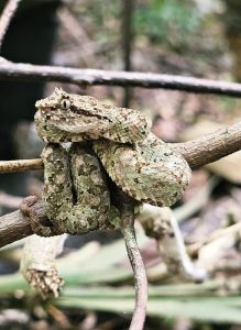 Central American eyelash viper discovered on Chiquibul Peak
