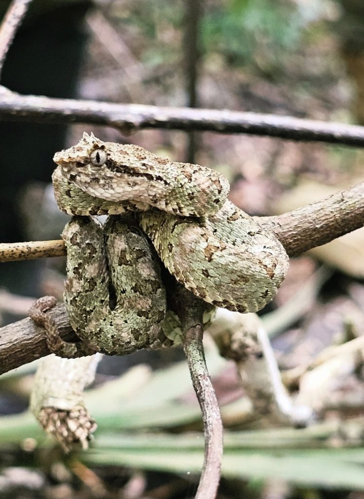 Central American eyelash viper discovered on Chiquibul Peak
