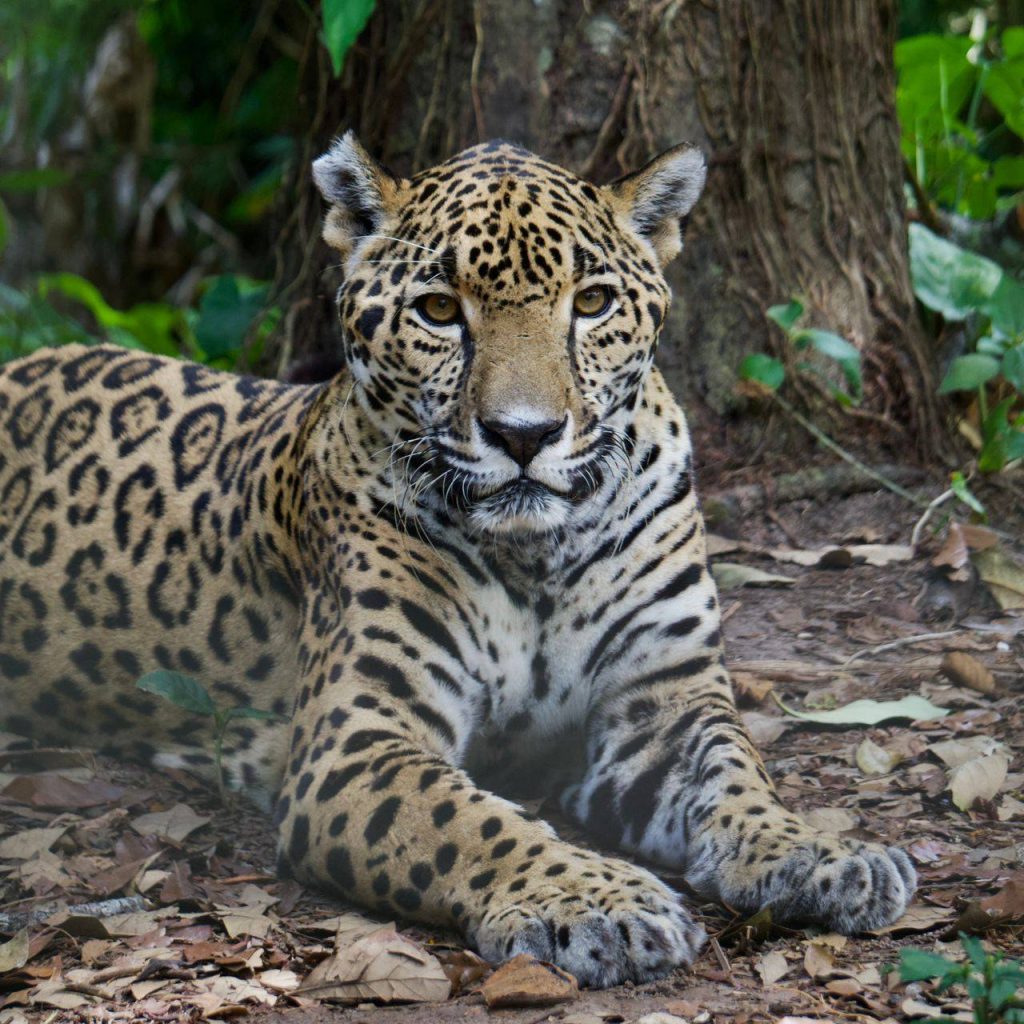 Belize Zoo says goodbye to Lindo the Jaguar, beloved wildlife ambassador
