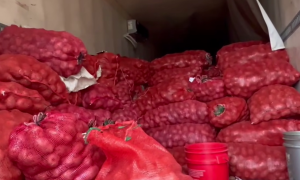 Mennonite farmers brace for devastating loss as one million pounds of potatoes sit unsold