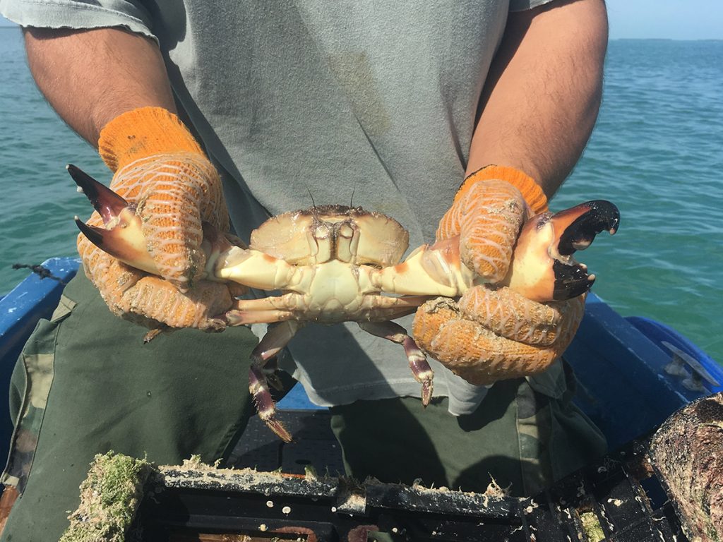 Closure of the Florida Stone Crab Fishing Season