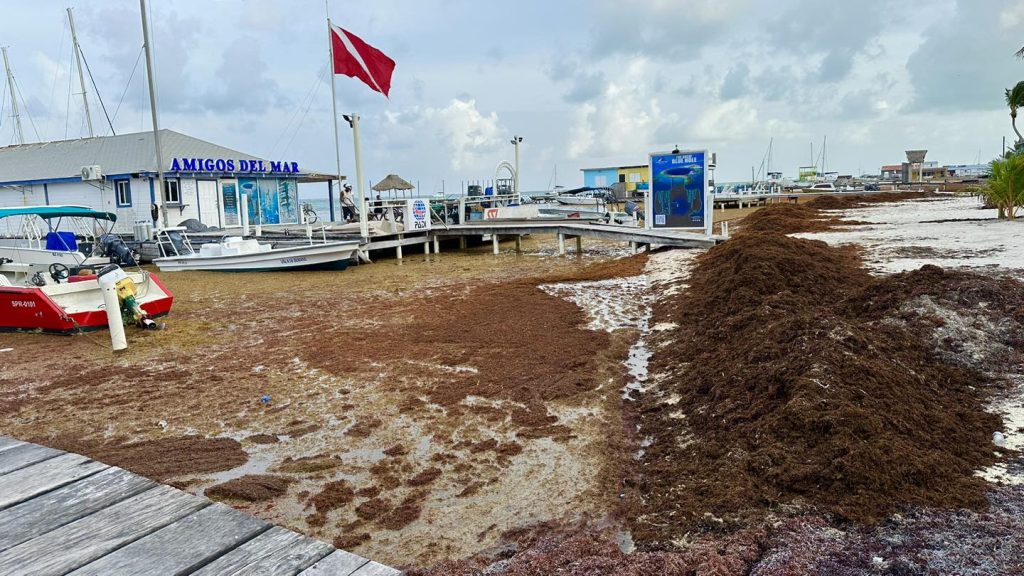 Government responds to sargassum crisis with emergency plan