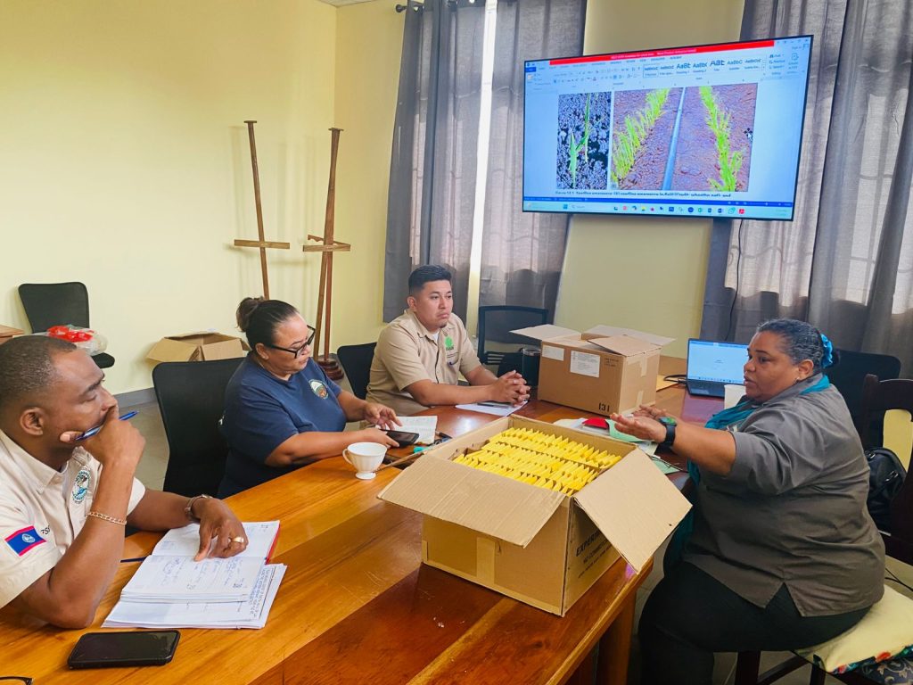 Belize launches intensive wheat trials to boost local production, reduce imports