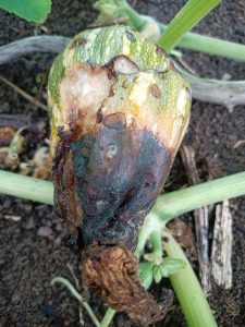 Rats invade farms in San Miguel, destroy corn and pumpkin crops