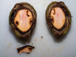 Wild avocado species discovered in Belize’s Maya Mountains