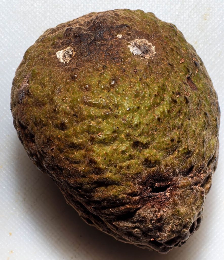Wild avocado species discovered in Belize’s Maya Mountains