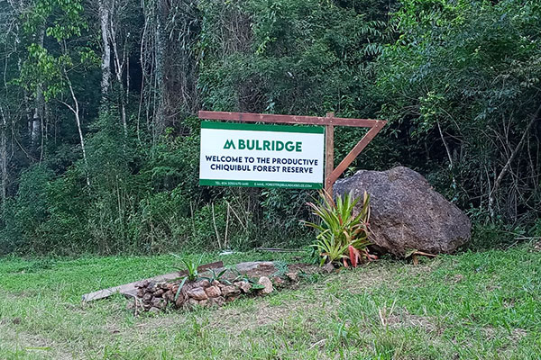 Bulridge pushes back against claims linking logging to illegal activity in Chiquibul