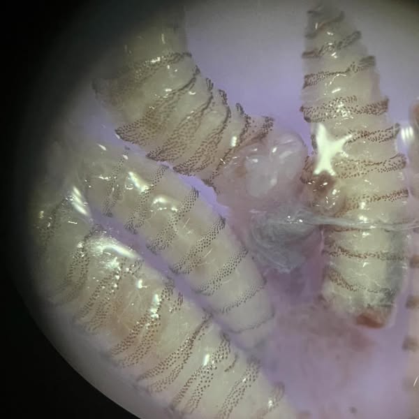 Two howler monkeys found infested with new world screwworm in Belize’s Cayo District