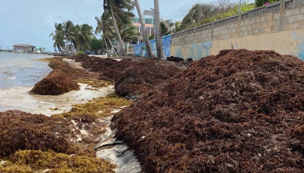 Gov’t: Sargassum is a national problem—But not a national emergency yet