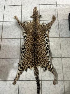 Jaguar pelt confiscated in Belize City, woman charged