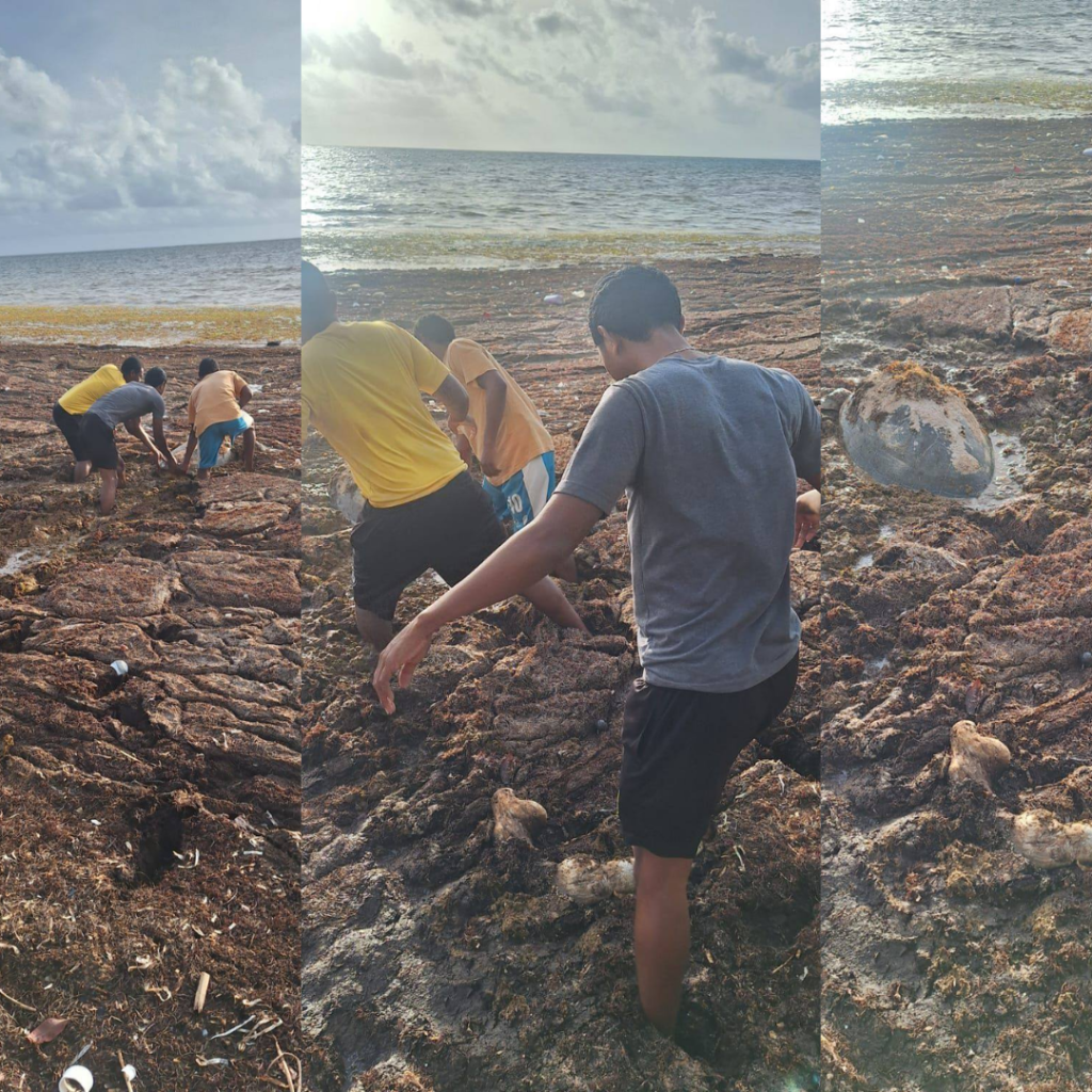 Belize Coast Guard acts swiftly to save turtle in heavy sargassum