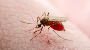 Belize District dengue outbreak under investigation in teacher’s death