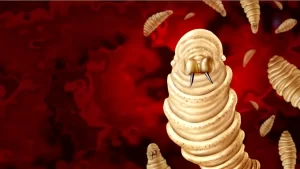 Belize on alert as new world screwworm detected in Northern Mexico