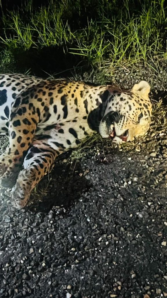 Wildlife officials recover jaguar killed in suspected road accident near Burrell Boom