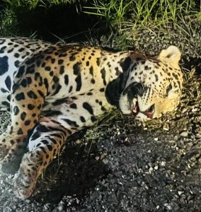 Wildlife officials recover jaguar killed in suspected road accident near Burrell Boom