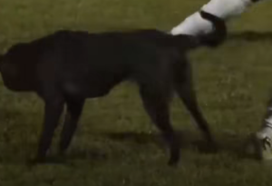 Outrage after Progresso FC player kicks dog during match